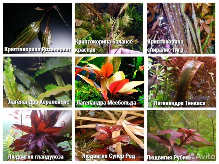 Много видов аквариумных растений