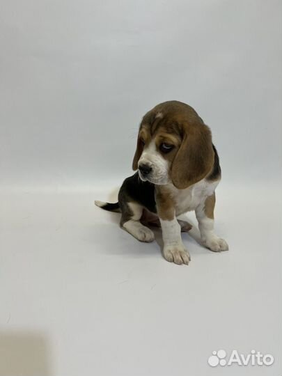 Щенки бигль девочки