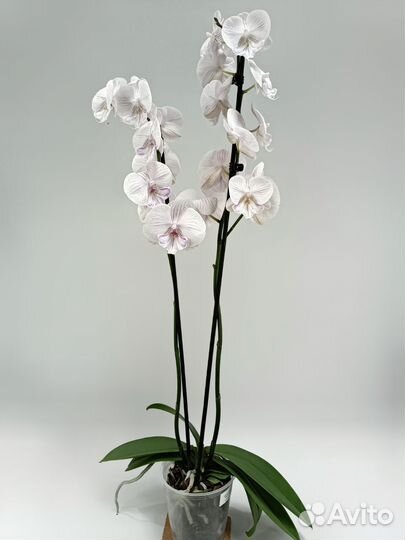 Орхидея Фаленопсис Биг Лип