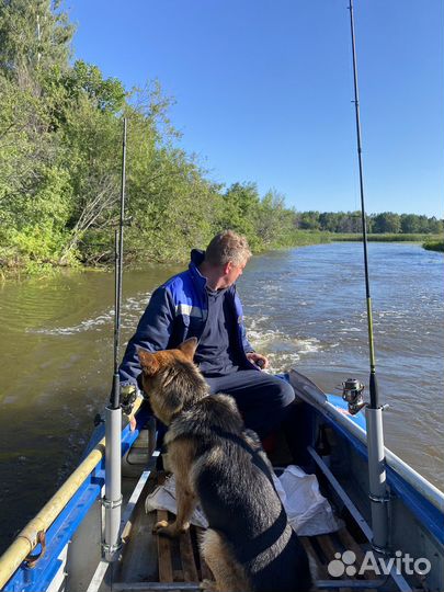 Немецкая овчарка.Щенки