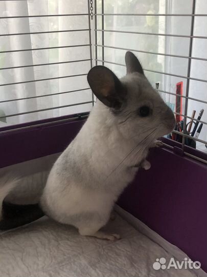 Шиншилла Белый Вильсон