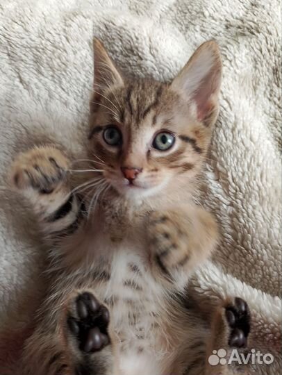 Отдам бесплатно, двух красивых девочек