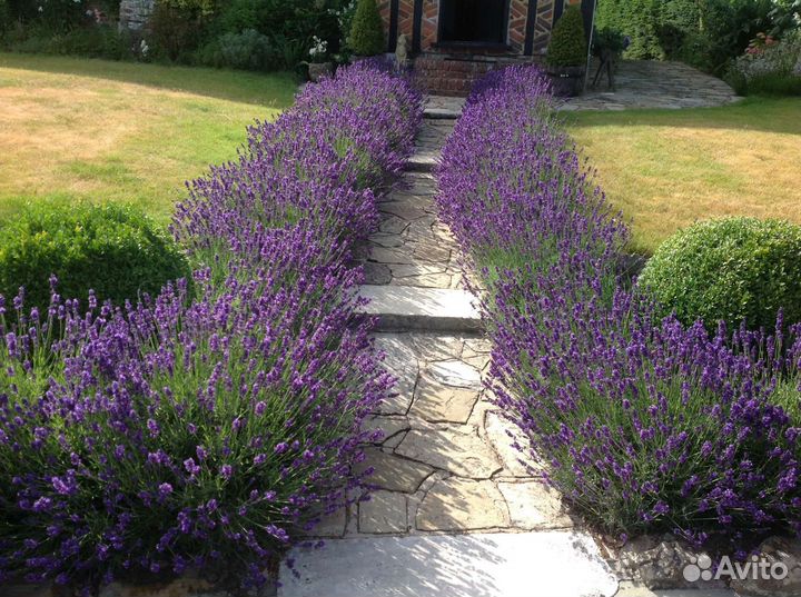 Лаванда многолетняя