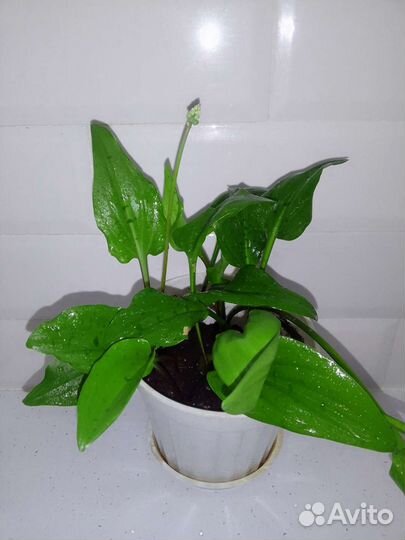 Дримиопсис