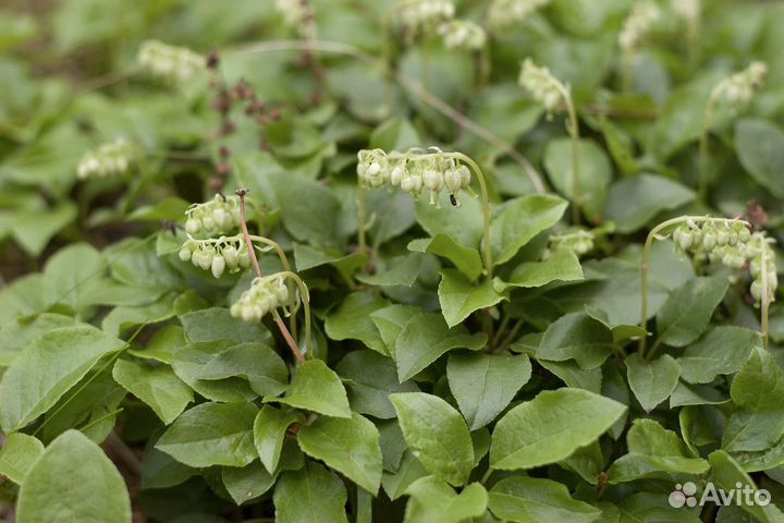 Боровая матка