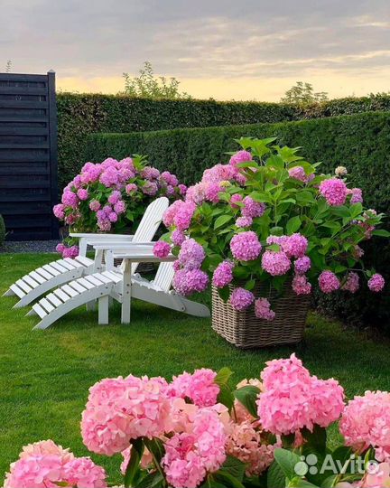 Гортензия трехлетние кусты