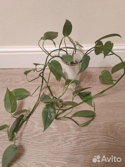 Маранта, Традесканция, Филодендрон, Калатея