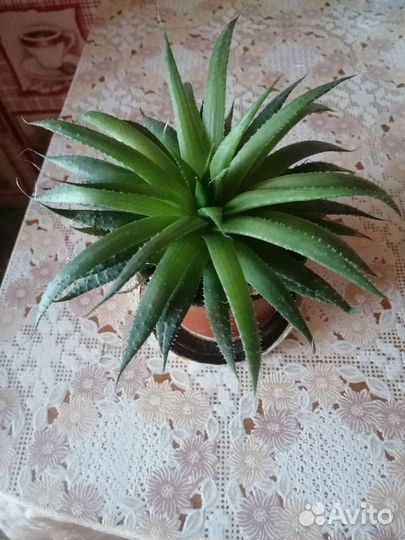 Алоэ остистое