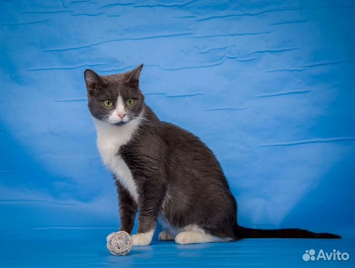 Красивая кошка Луния (1, 5 года)