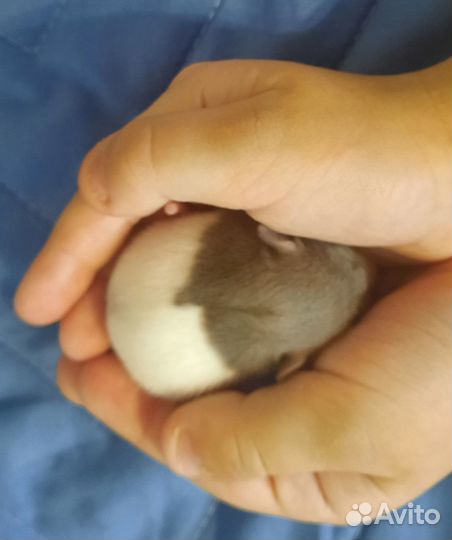 Маленькое счастье