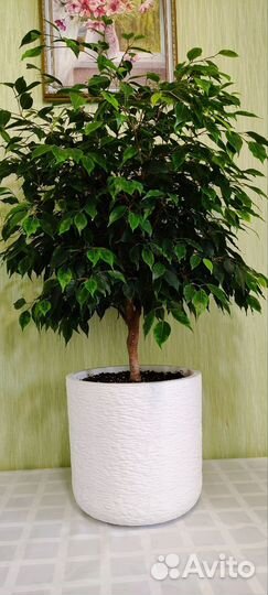 Фикус бенджамина