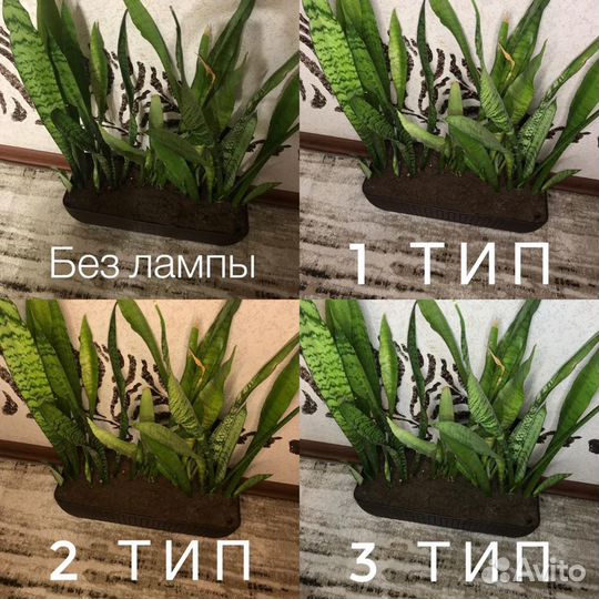 Кольцевая Лампа