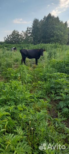 Коровы и телки стельные