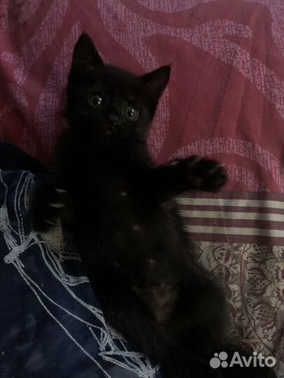 Черный котенок