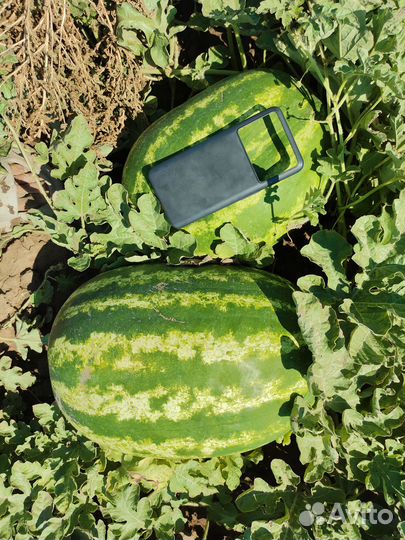 Арбузы каристан