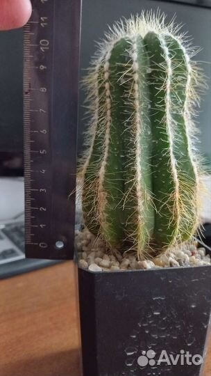 Кактус Нотокактус Вараси