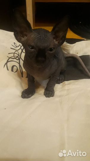 Котята сфинкс