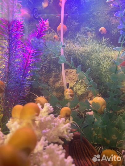 Улитки аквариумные ампулярии