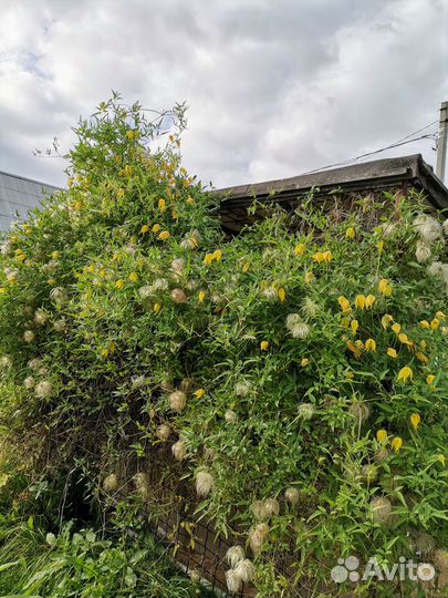 Клематис тангутский семена