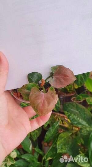 Аглаонемы и другие растения