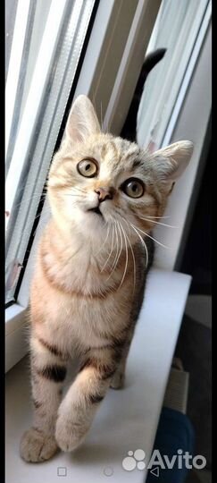 Шотландский скоттиш-страйтик. Котик