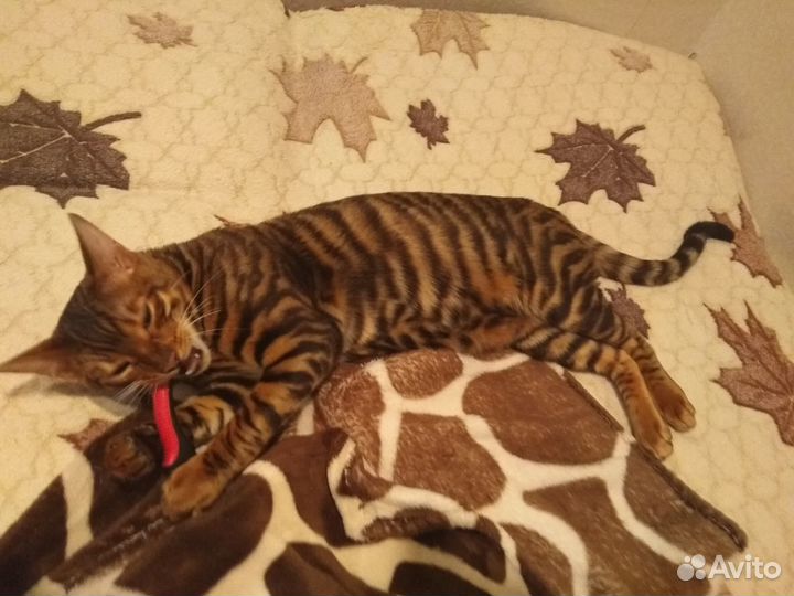 Котята тигрята