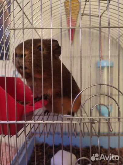 Морская свинка с клеткой бесплатно