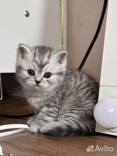 Шотландская