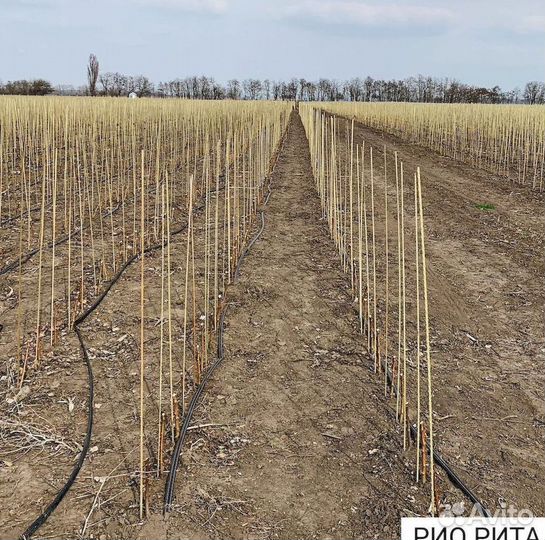 Стеклопластиковые колышки для растений 14 мм