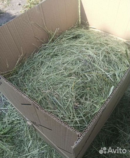 Сено луговое