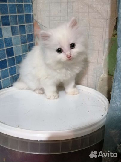 Отдам котёнка в добрые руки