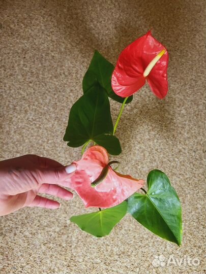 Антуриум Колорадо