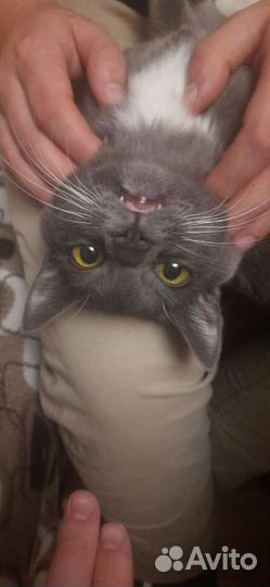 Вязка кот дать час