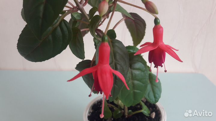 Черенки фуксий