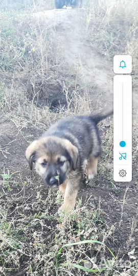 Собаки щенки