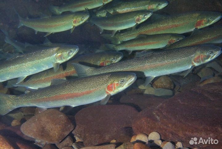 Живая рыба для зарыбления водоёмов