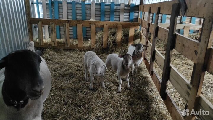 Племенные бараны