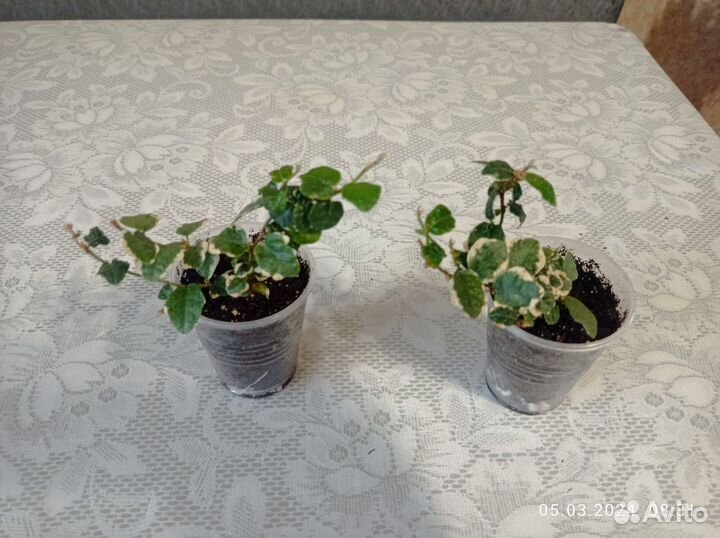 Комнатные цветы 6