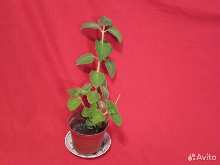 Комнатная мята