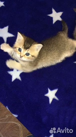 Котята шотландцы вислоухие и прямоухие