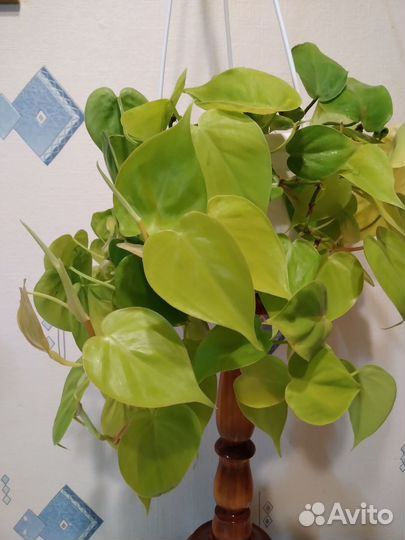 Филодендроны