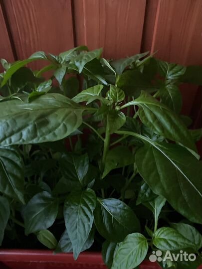 Рассада помидор/перец красный болгарский