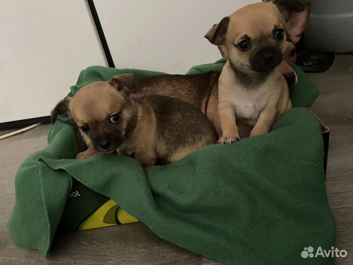 Той-терьер щенки