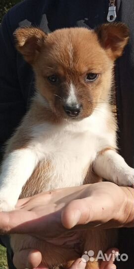 Отдам в добрые руки