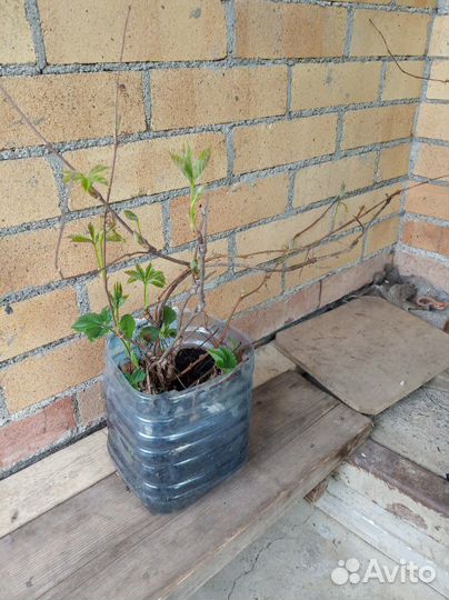 Саженцы вишни, облепихи, девичьего винограда