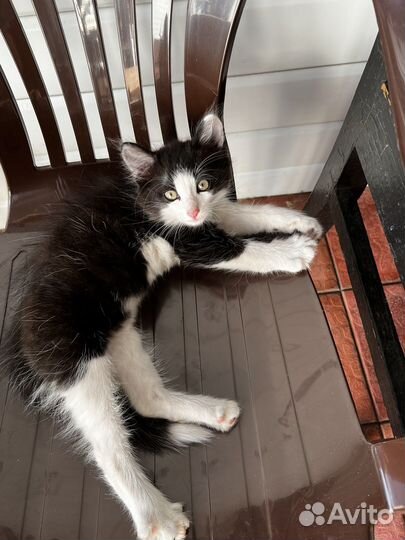 Котенок мальчик