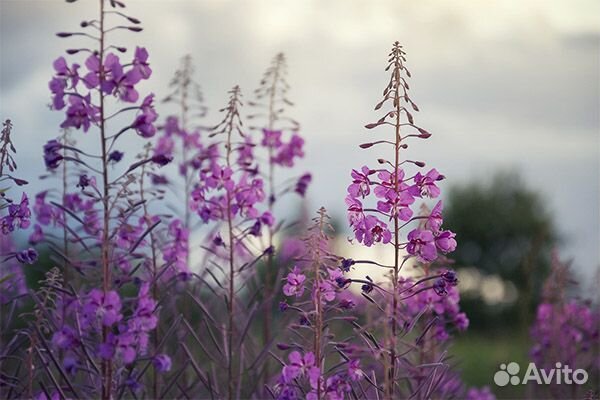 Иван-чай ферментированный