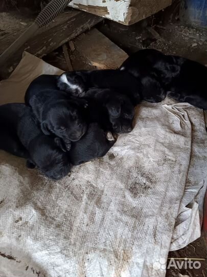 Щенки спаниеля