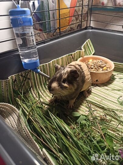 Морская свинка бесплатно