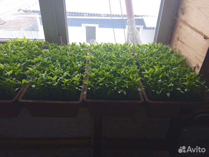 Рассада помидор и перцев, баклажанов